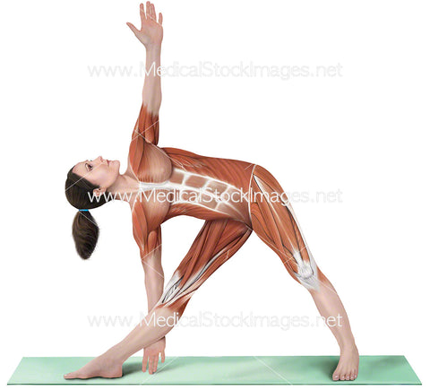 Yoga Pose Triangle Pose Utthita Trikonasana