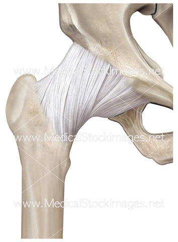 Hip Joint Articular Capsule