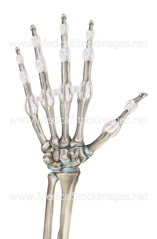 Deep Ligaments of the Hand