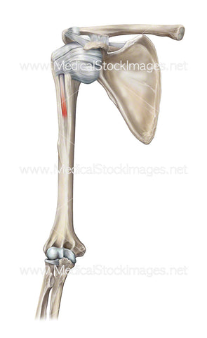 Glenohumeral Joint