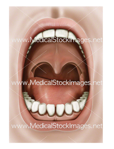 Oral Region View Inside Mouth