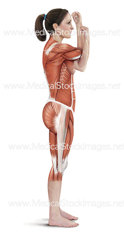 Across Chest Shoulder Stretch Muscle Highlighted