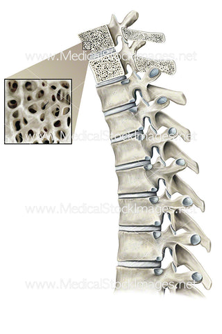 Internal Structure of the Thoracic Spine