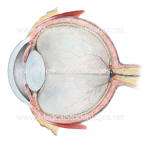Eye Cross Section in Watercolour