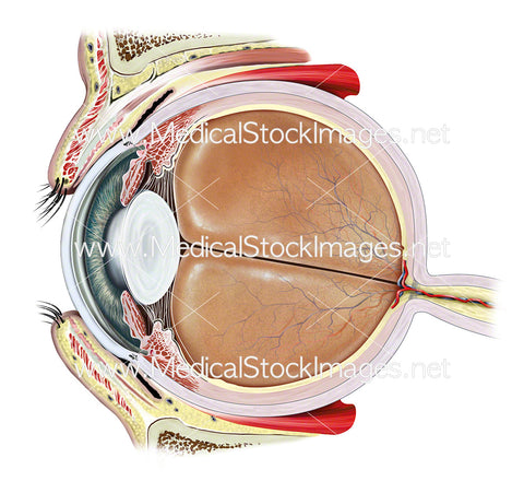 Anatomy of the Eye and Eyelid in Cross-section