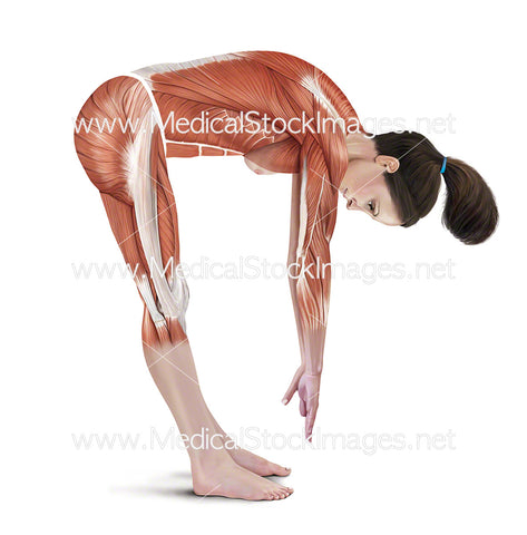 Standing Hamstring Stretch
