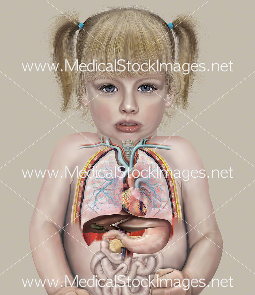 Chest and Abdominal Anatomy of a Child (2 years old) – Medical Stock Images  Company, image size:885x1024