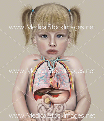 Chest and Abdominal Anatomy of a Child (2 years old)