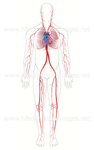 Arterial System