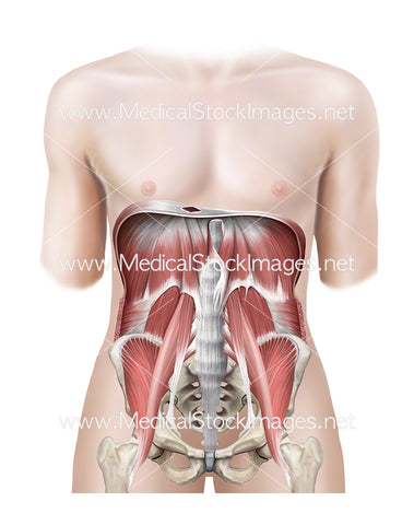 Androgynous Figure Showing Muscles of the Pelvis