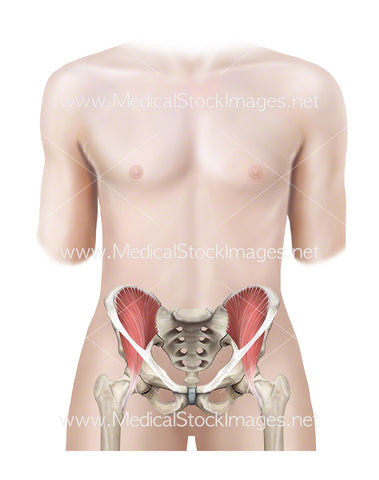 Androgynous Figure with Pelvis, Iliacus and Inguinal Ligament