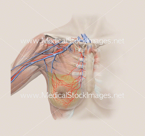 Arterial and Tissue Anatomy of the Breast