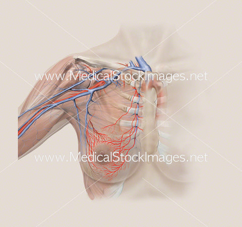 Arterial and Skeletal Anatomy Upper Torso