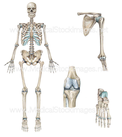 Full Skeleton with Shoulder, Knee and Foot in Detail