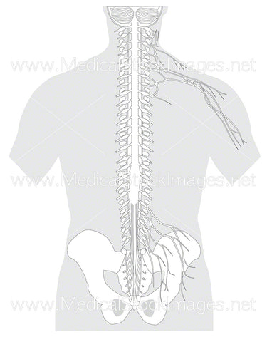 Spinal Nerves and Plexus