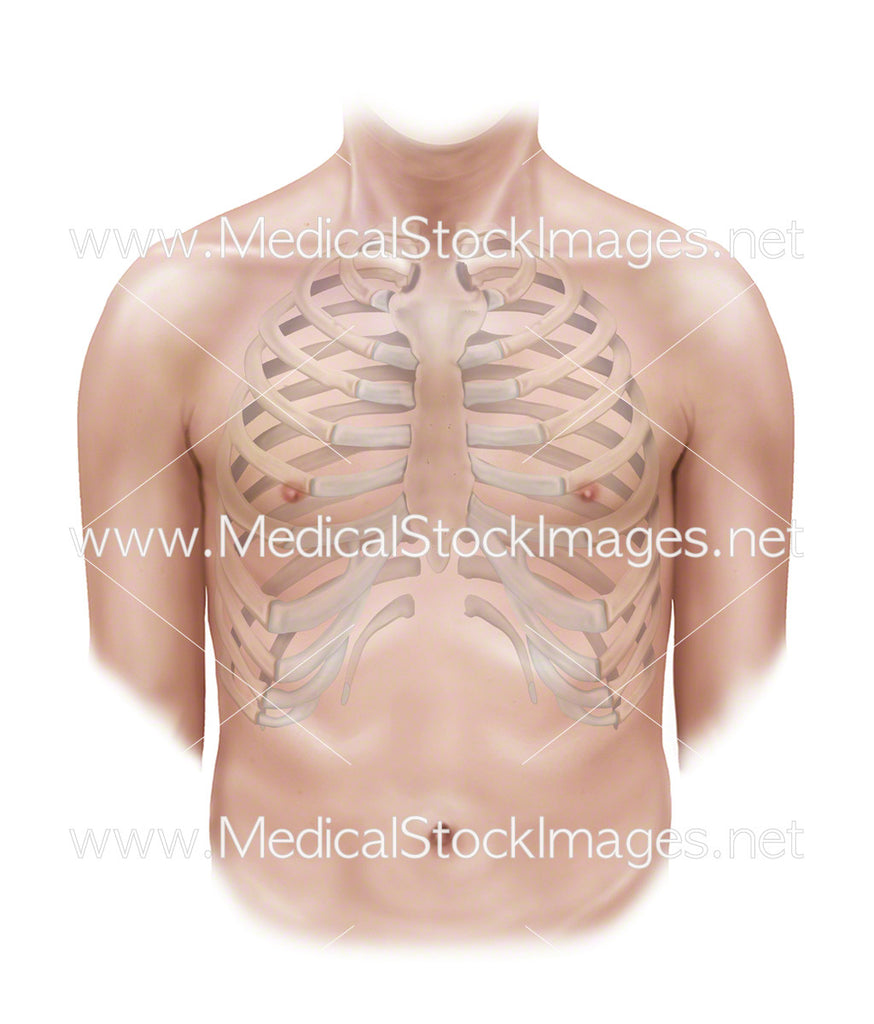 Rib Cage with Male Figure – Medical Stock Images Company