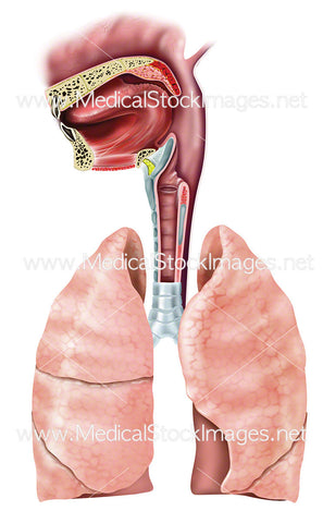 Upper Airway of Young Child