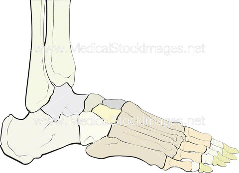 Skeletal Anatomy of the Foot