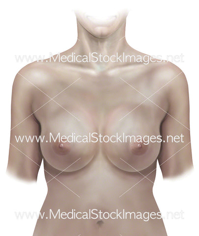 Surface Anatomy of Breast with Female Figure
