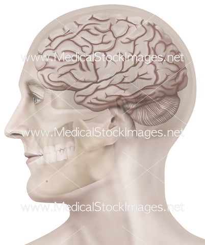 Skull Showing Brain Anatomy