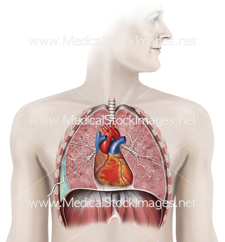 Anatomy of Chest with Drain in place