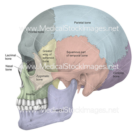 Skull in Lateral View - Labelled