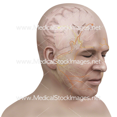 Facial Palsy Nerves and Nerves Showing at Cortical Innervation