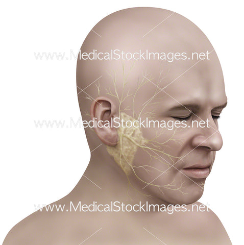 Facial Muscles Affected by Bells Palsy