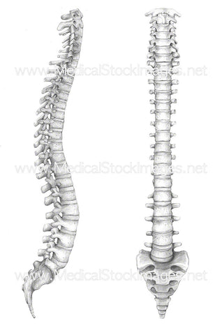 Spinal Column in Anterior and Lateral View