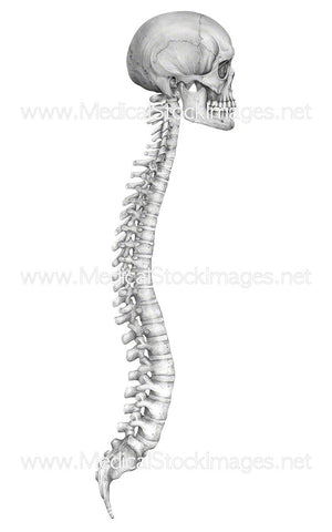 Skull and Spine in Pencil