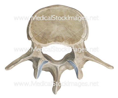 Lumbar Vertebra in Superior View