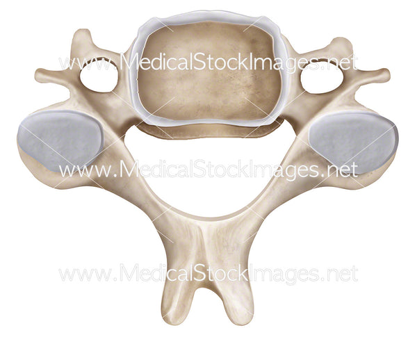 Axis Vertebra Superior View