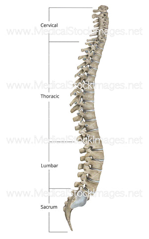 Spinal Column in Colour - Labelled