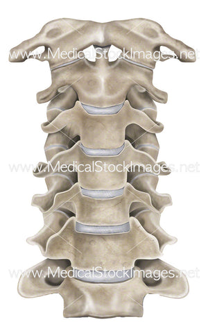 Cervical Spine in Anterior View