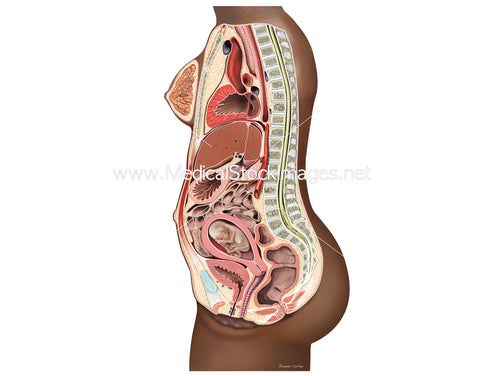 Growing Uterus with Foetal Development at 12 Weeks - Black Baby