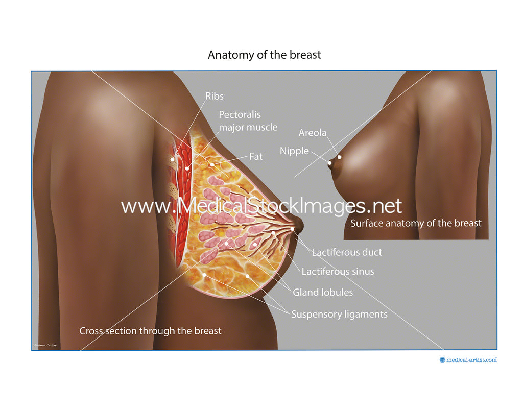Female breast labelling Diagram