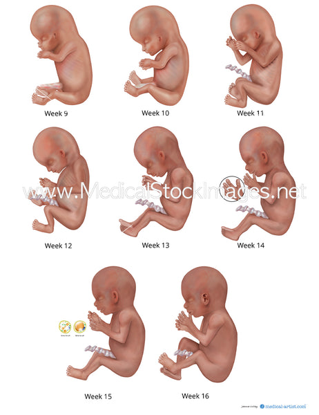 Fetal Development Month Old Baby In Womb Baby At 10 Weeks Old In