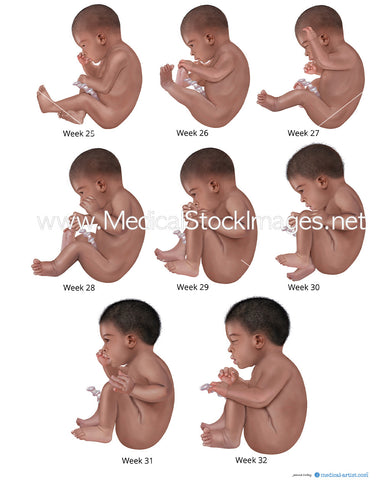 Foetal Development from Week 25 to 32 (African heritage)