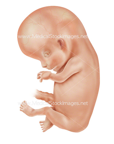 Foetus Week 8 Embryonic Development