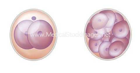 Zygote to Multi Cell Stage Embryonic Development