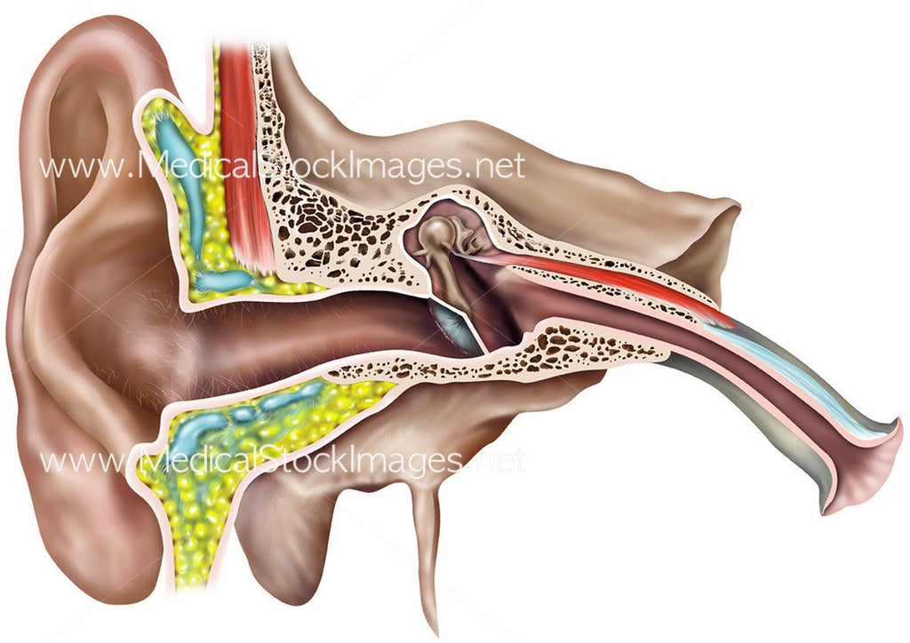 Facts About the Human Ears