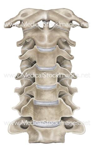 Facts About Cervical Lymph Nodes