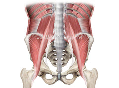 Muscular System