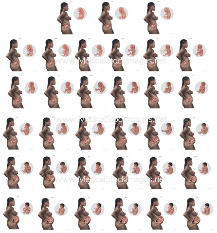Black Foetus Development Illustrations from Weeks 8 to 40 (Multipack of 32 IMAGES)