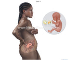 Black Foetus Development Illustrations from Weeks 8 to 40 (Multipack of 32 IMAGES)