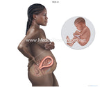 Black Foetus Development Illustrations from Weeks 8 to 40 (Multipack of 32 IMAGES)