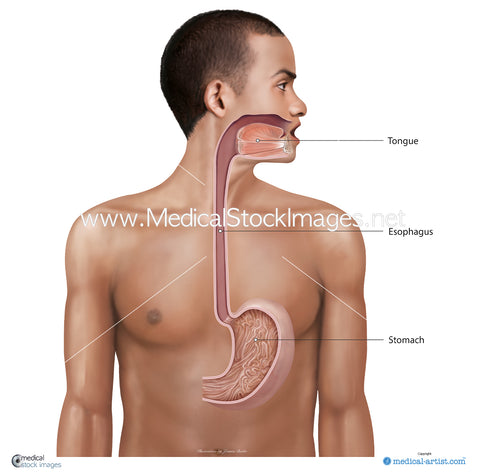 Esophagus and Stomach Anatomy Illustration - Labelled