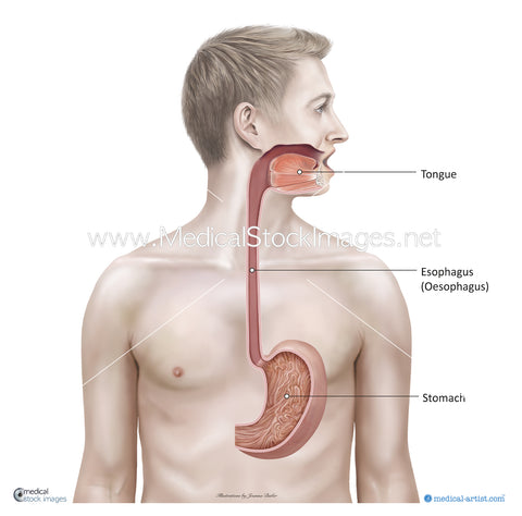 Esophagus (Oesophagus) and Stomach Anatomy Illustration  - Labelled