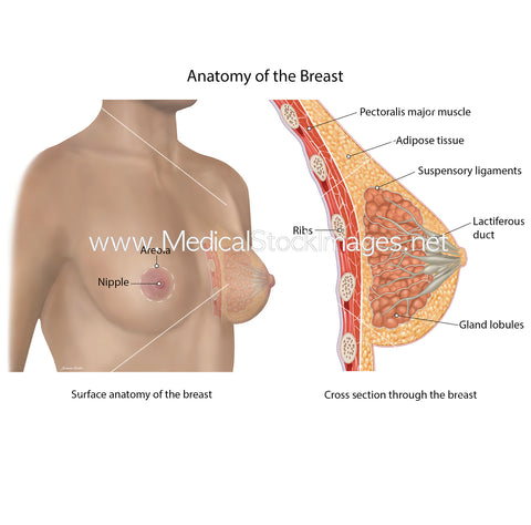 Breast Anatomy - Labelled