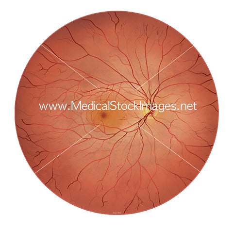 Illustration of a Normal (Healthy) Fundoscopy View of the Retina
